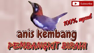 Download lagu pancingan burung Anis kembang || pancingan burung Anis kembang betina memanggil jantan mp3