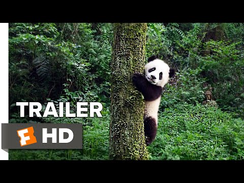Tráiler Pandas: El camino a casa 2018
