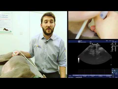 IMV imaging Small Animal Advanced Abdominal Ultrasound Video 9 – Right Limb of the Pancreas