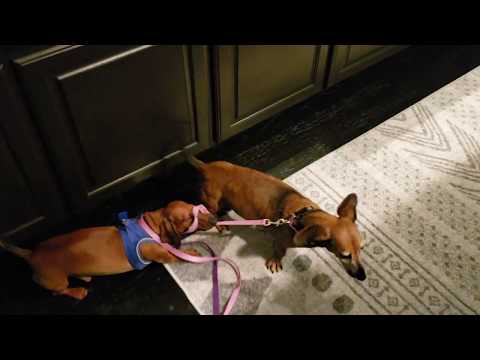 Dachshund Security Force - Please Don't Go!!