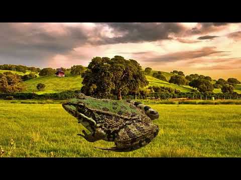 frog dying sad (emotional)