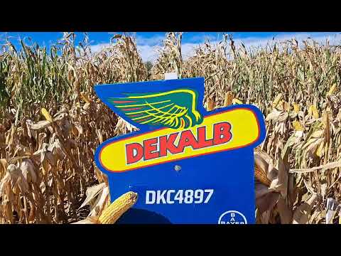 DKC4897 Dekalb kukorica vetőmag bemutatása KukoricaVetőmag.hu Kft. 2024