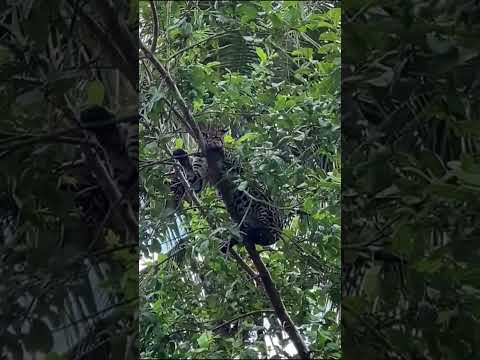 Será uma onça ou Jaguatirica?🤔 Quem aí conhece? Comente.. INSCREVA-SE