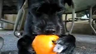 Orange Sucking Dog accompanied by Procol Harum&#39;s &quot;Fresh Fruit&quot;