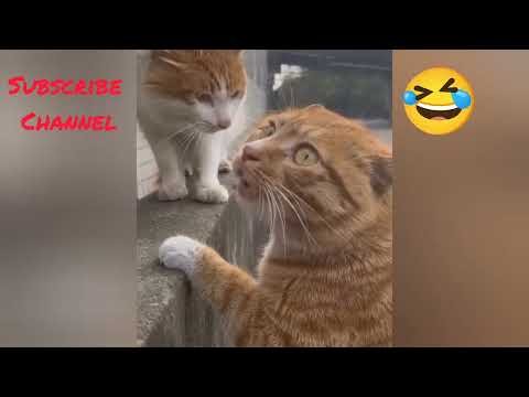 Funniest Cats Compilation 😹 | Try Not To Laugh | Ilyas YT Academy