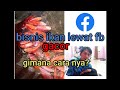Facebook Jual Beli Ikan Hias