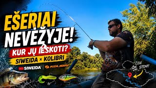 Ešeriai Nevėžyje – kur jų ieškoti ir kokiais masalais gaudyti?
