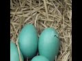 Welcome To World Egg Egg Bird Keralam
