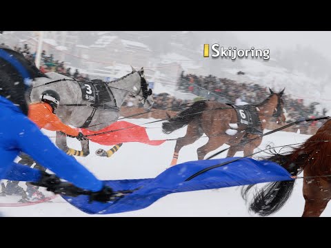White Turf St. Moritz 2025: The World’s Only Skijoring Race on a Frozen Lake in Switzerland 🇨🇭