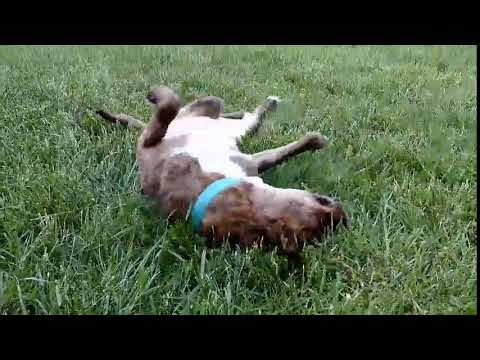 MADDY, an adopted Mountain Cur in Lincoln, NE_image-1