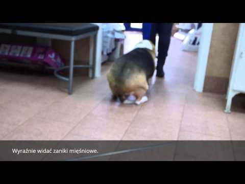 Leki stosowane w leczeniu potencji dla mężczyzn Truskawki na sile