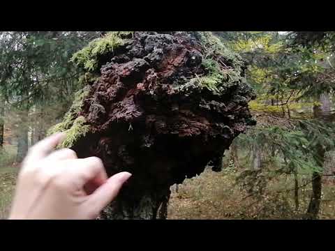 Schlangenknoten, Maserknolle an einer Birke