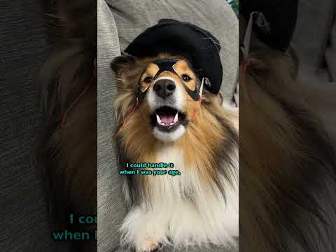 Sie wird ihm ALBTRAUM bescheren! 🫣🐶 e561