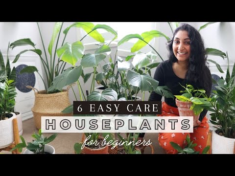 Houseplants for Beginners » 6 Easy Indoor Plants + Care Tips 🪴