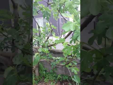 大きなイチジクの木を適切に剪定する