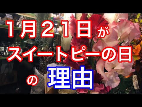 スイートピーについて詳しく解説