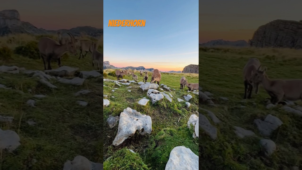 YouTube Short thumbnail