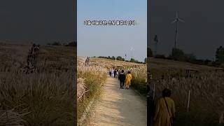 秋天天空公园，银色波浪的山丘 | 芒草和粉黛乱子草 #Shorts