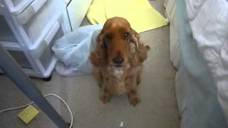 Dog excited to go for a ride