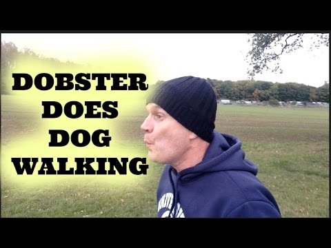 Dobster does dog walking