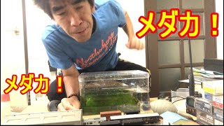 メダカ屋はじめました！まずは卵から育てるのだ！そう！獰猛にね！
