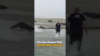This Seal Needed Help… And He Didn’t Hesitate ❤️ #seal #sealrescue #animalhelp #fyp #kindness