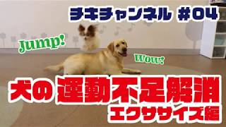 【犬のトリック】【パピヨン】ジャンプ　ハードル＆犬