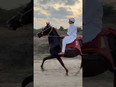 Horse riding #horseriding