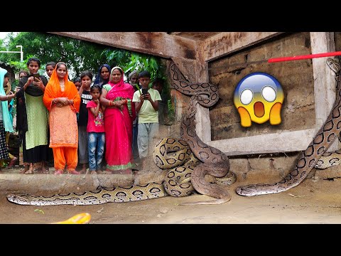 How was our Asia's most poisonous Ghonus snake pair rescued from this house! 😱 Venomous Snake 🐍
