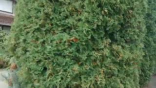 海外投資 アドバイザー バンクーバー 市内