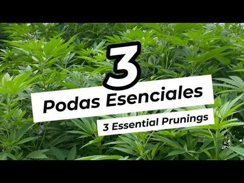 📌 PARTE 1 • 3 Podas esenciales en el cultivo de cannabis 🌿