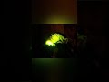 What does a firefly mean in a dream? #rüyatabirleri #dreaminterpretations