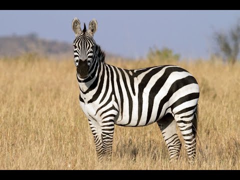 Introduction tutorial to U-He Zebra 2