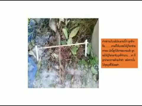 คลิกเพื่อดูคลิปวิดีโอ