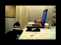 Fresh Step Great Moments In Cat History Wmv