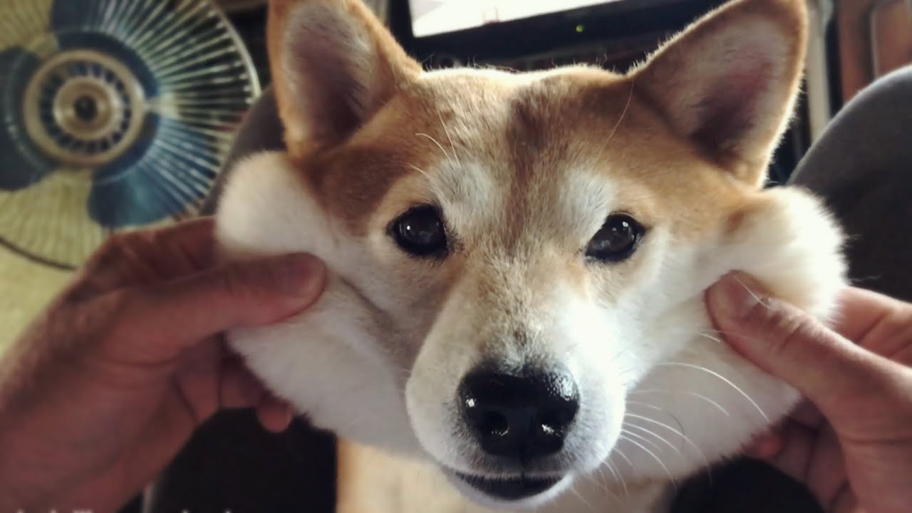 空気を読んでパパとママ両方にお手をする柴犬 Priceless moment in the morning.