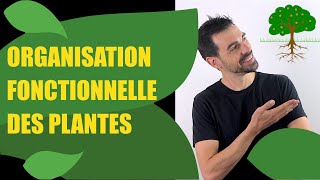 COURS DE TERMINALE SPÉCIALITÉ SVT CHAP.8: L'ORGANISATION FONCTIONNELLE DES PLANTES À FLEURS