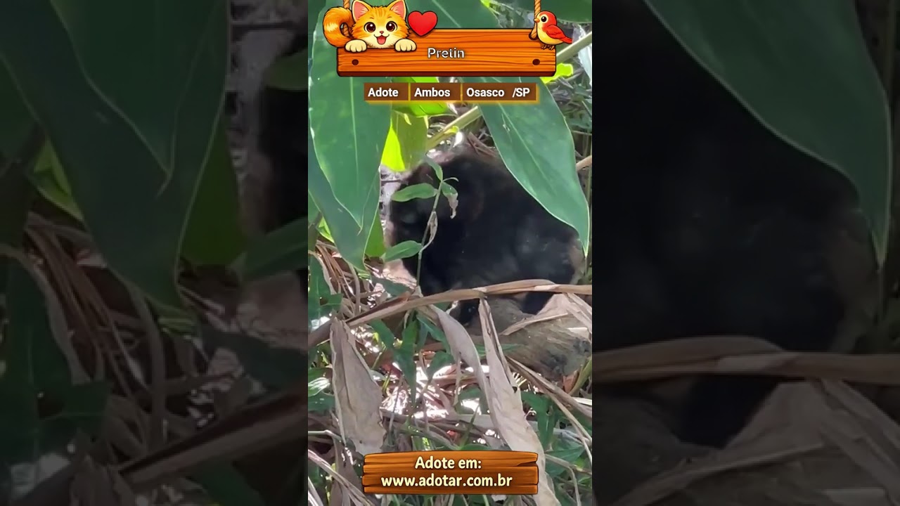 Gato raça SRD-ViraLata idade Abaixo de 2 meses nome Pretin