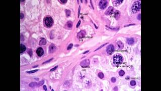 Male genital data show 2015