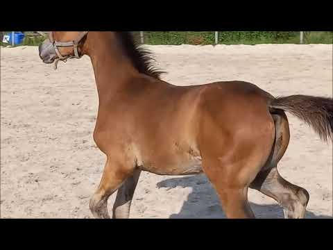 HF von Galaxy X Desperados