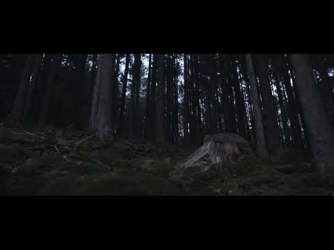 Projections in the Forest by Tarek Mawed