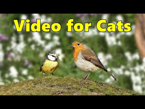 Cat TV to Relax My Cat ~ Birds in The Woods by Paul Dinning ⭐ 8 HOURS ⭐