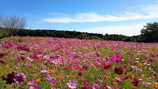 20251017 長崎県 大村市 松本つつじ園 コスモス20万本