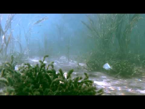 Ciclidi al porto interno della baia di Ndole