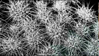 CURVE 「You Don't Know」