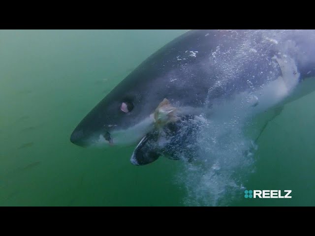 Trying to out swim a shark... | Shark Terror: The Real Jaws | REELZ