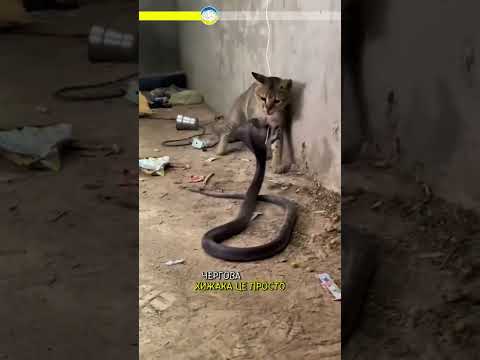 ⚡️ Чому кіт завжди швидший за змію?