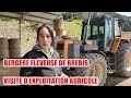 BERGERE ELEVEUSE DE BREBIS - VISITE D EXPLOITATION AGRICOLE