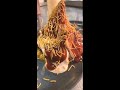 Samosa Chaat Nottingham Indian Street Food 2020
