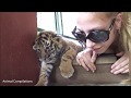 Bayi Harimau Imut Dan Lucu Kompilasi